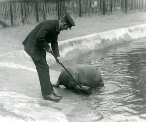 Wärter Arthur Chandler fegt das Walrossbecken, Londoner Zoo, 1924 von Frederick William Bond