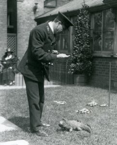Wärter Collins auf einem Rasen im Londoner Zoo mit einer Wolkenfels-Iguana an der Leine, Londoner Zoo, 1924