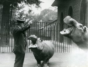 Wärter Ernie Bowman mit den Flusspferden Bobbie und Joan im London Zoo, Juli 1923