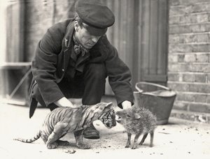 Wärter H. Warwick mit einem Tigerjunges und einem Pekari, aufgenommen im ZSL London Zoo, Mai 1914