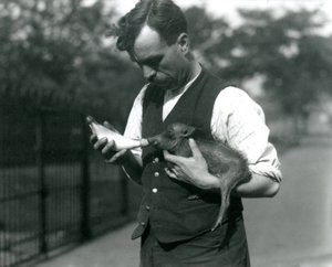 Tierpfleger Harry Warwick füttert ein Baby-Warzen schwein im Londoner Zoo, im August 1922