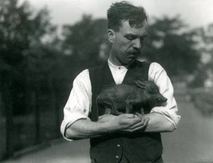 Wärter Harry Warwick wiegt ein Baby-Warzen in seinen Armen im Londoner Zoo, August 1922