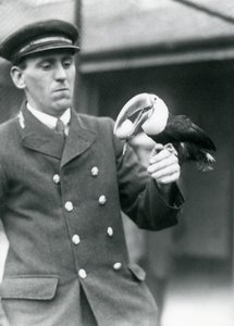 Tierpfleger Thomas Raggett hält einen Rotkieltukan mit einem Ei im Schnabel, London Zoo, 1924