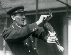 Thomas Raggett streichelt einen Großen Indischen Hornvogel im Londoner Zoo, 1924
