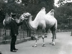 Wärter W. Styles mit einem Baktrischen Kamel im Londoner Zoo, Juli 1914 von Frederick William Bond
