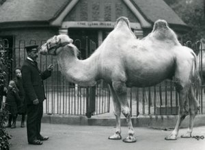 Wärter W. Styles mit einem Baktrischen Kamel vor dem Lama-Haus im Londoner Zoo, Juli 1914