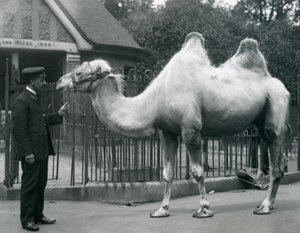 Wärter W. Styles mit einem Baktrischen Kamel vor dem Lama-Haus im Londoner Zoo, Juli 1914
