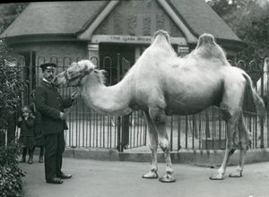 Wärter W. Styles mit einem Baktrischen Kamel vor dem Lama-Haus im Londoner Zoo, Juli 1914
