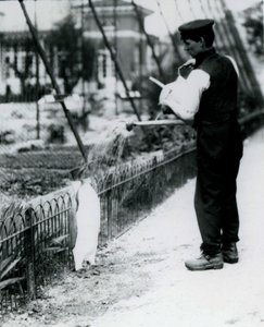 Königspinguin, der von Wärter Harry Munro mit einer Gießkanne im Londoner Zoo im Mai 1914 geduscht wird. Munro wurde im Ersten Weltkrieg getötet, nachdem er in der Armee, in Luftschiffen und in der U-Boot-Abwehr gedient hatte von Frederick William Bond