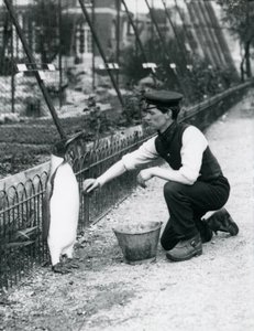 Königspinguin wird von Wärter Harry Munro mit einem Schwamm im Londoner Zoo gewaschen, Mai 1914. Munro wurde im Ersten Weltkrieg getötet, nachdem er in der Armee, in Luftschiffen und in der U-Boot-Abwehr gedient hatte
