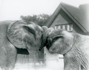 Männlicher Afrikanischer Elefant Kiberenge und weiblicher Afrikanischer Elefant Hango begrüßen sich, indem sie ihre Rüssel verknoten, Londoner Zoo im Oktober 1927. Kiberenge wurde dem Londoner Zoo von S.E. Sir Horace Byatt geschenkt