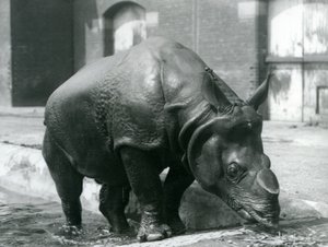 Männliches Indisches Nashorn Felix verlässt seinen Pool im London Zoo, 1928 von Frederick William Bond