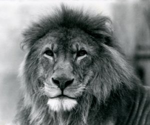 Männlicher Löwe Kuja im Londoner Zoo im Januar 1925 von Frederick William Bond