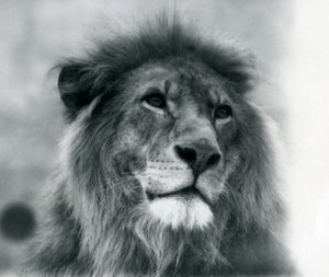 Männlicher Löwe Kuja im London Zoo, Januar 1925 von Frederick William Bond