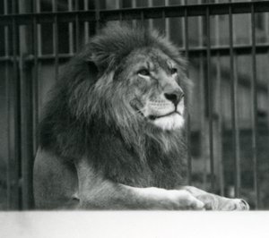 Männlicher Löwe Kuja liegt in seinem Gehege im Londoner Zoo im Januar 1925 von Frederick William Bond