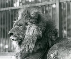 Männlicher Löwe Toto liegt in seinem Gehege im Londoner Zoo, September 1927 von Frederick William Bond