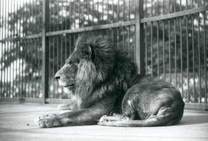 Männlicher Löwe Toto liegt in seinem Gehege im Londoner Zoo, September 1927
