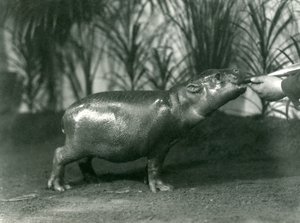 Percy, ein junger Zwergflusspferd, wird im Londoner Zoo von Hand gefüttert, November 1923 (Schwarz-Weiß-Foto) von Frederick William Bond