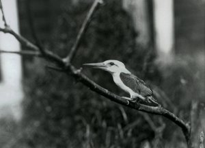 Storchschnabel-Eisvogel ruht auf einem Ast, diese Unterart stammt aus dem Sulu-Archipel auf den Philippinen, London Zoo