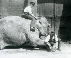 Sundermalah lässt sich von einem Wärter die Vorderfüße trimmen, während ein anderer auf ihrem Rücken sitzt, Londoner Zoo, August 1926