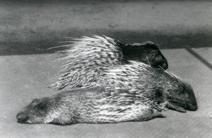 Drei Kap-Südafrikanische Stachelschweine, London Zoo, 1925