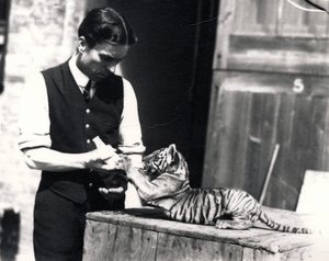 Tigerjunges wird von Wärter Harry Warwick gefüttert von Frederick William Bond