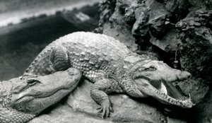 Zwei amerikanische Alligatoren im Londoner Zoo, Juli 1914 von Frederick William Bond
