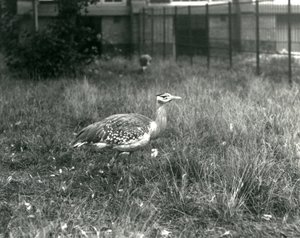 Zwei Arabische Trappen stehen in ihrem Gehege im Londoner Zoo, September 1927 von Frederick William Bond