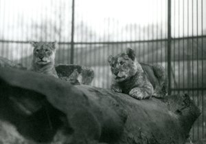 Zwei Löwenjunge, die in der Menagerie geboren wurden, in ihrem Gehege im Londoner Zoo, April 1924