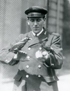 Zwei Mynavögel auf den Händen von Thomas Raggett, Londoner Zoo, Juni 1924