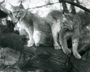 Zwei Nordluchse, einer sitzt und einer steht auf einem Ast, Londoner Zoo, Oktober 1925