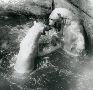 Zwei Eisbären tollen in ihrem Pool. Londoner Zoo im Jahr 1926