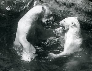 Zwei Eisbären, spielend in ihrem Pool im Londoner Zoo im Jahr 1926