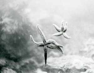 Zwei Seesterne an der Aquariumscheibe, die ihre Unterseiten zeigen, Londoner Zoo, März 1925