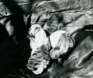 Zwei gestreifte Hyänenjunge im Londoner Zoo, ca. 1914