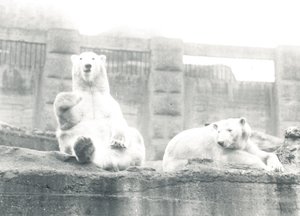 Zwei Eisbären im ZSL London Zoo, 1927