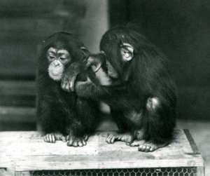 Zwei junge Schimpansen sitzen auf einer Holzkiste. Einer sitzt still, während der andere sein Fell pflegt, Londoner Zoo