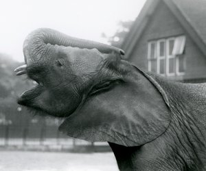 Junger afrikanischer Elefant Kiberenge hebt seinen Rüssel und ruft, Londoner Zoo, August 1925