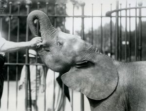 Junge weibliche afrikanische Zwerg-Elefantin Oojah bekommt eine Belohnung, Londoner Zoo, Juli 1925