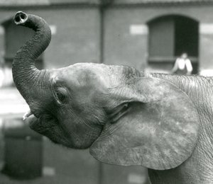 Junge afrikanische Zwerg-Elefantin Oojah hebt ihren Rüssel im Londoner Zoo, August 1925