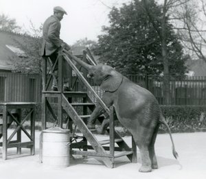 Junge afrikanische Zwerg-Elefantin Oojah mit ihren Vorderfüßen auf den Einschiffungsstufen, erreicht ihren Trainer, der auf der obersten Stufe steht, mit ihrem Rüssel, Londoner Zoo, Juni 1925