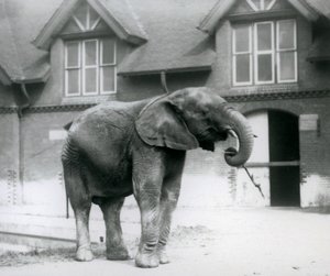 Junger Afrikanischer Elefant Kiberenge im Londoner Zoo, Juni 1927