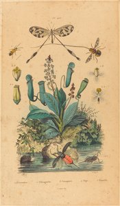 Insekten und Blumen von French 19th Century