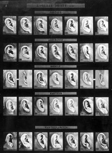 Anthropometrische Klassifikation und Identifikation des Bertillon-Systems: Vergleich verschiedener Arten von geraden Ohren (Lappen). Spät 19. Jahrhundert