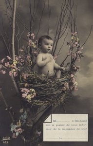 Baby in einem Nest von French Photographer