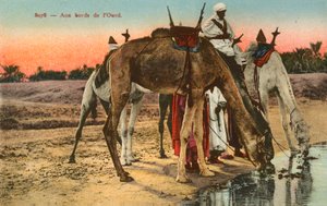 Kamele trinken am Rand des Flusses Oued, Algerien von French Photographer