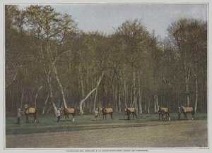 Trainierende Rennpferde in La Croix-Saint-Ouen im Wald von Compiegne, Frankreich