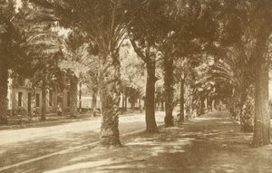 Hyeres, Avenue de la Gare, Allee der Palmen von French Photographer