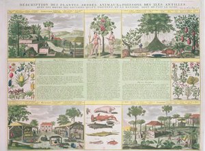 Beschreibung von Pflanzen, Bäumen, Tieren und Fischen in den Antillen, Illustration aus Histoire Generale des Antilles Habitees par les Francois Bd. 2 von Jean Baptiste Du Tertre (1610-1687)