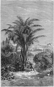 Ein Gagouier aus Guinea ist eine Palme aus dem Stamm der Calamees. Es ist unentbehrlich für das Leben, weil es den Afrikanern Brot und Wein gibt. Gravur im „le journal de la jeunesse“